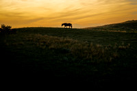Lonely horse going into the twilight