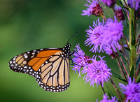 Monarch Butterfly On Liatris