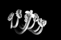 Amaryllis Stamens In Monochrome