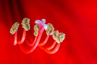 Amaryllis Stamens In Red