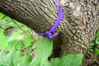 Prince:  Purple Ribbon Where It Can't Be Easily Removed