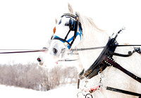 St. Paul Winter Carnival, Horse Sleigh & Cutter Wagons