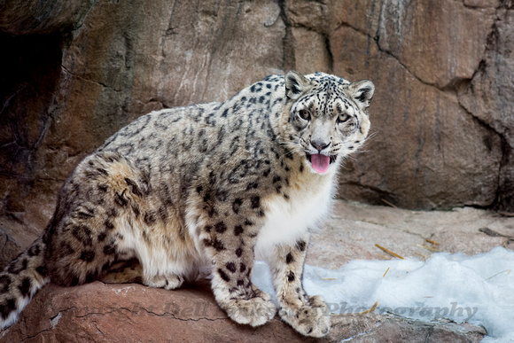 Snow Leopard, Endangered Species, Minnesota Zoo, Minneapolis