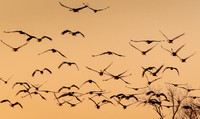 Sandhill Cranes Into the Sunset, Nebraska