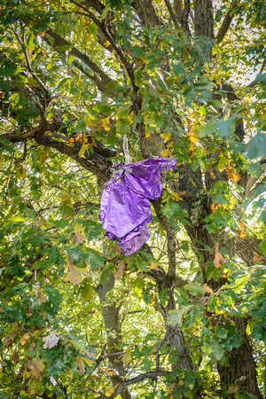 Memento Safely High in Tree