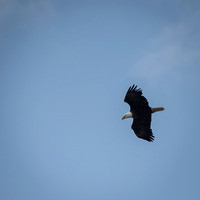 Bald Eagle Flying Over Long Lake