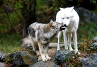 Wolves, International Wolf Center