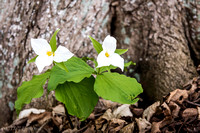Large Flowered Trillium, May 11, 2019 Bald Eagle Bluff SNA