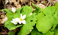 Bloodroot, May 11, 2019 Bald Eagle Bluff SNA