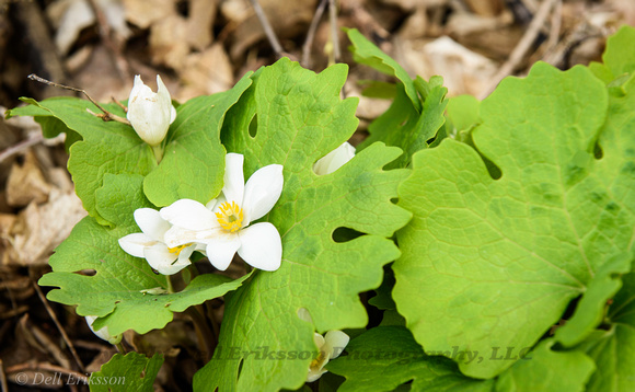 Bloodroot, May 11, 2019 Bald Eagle Bluff SNA