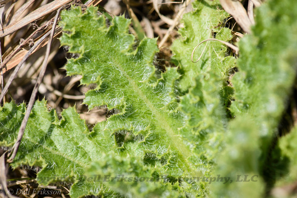 Hills Thistle, May 11, 2019 Lost Valley Prairie SNA