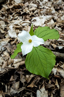Large Flowered Trillium, May 11, 2019 Bald Eagle Bluff SNA