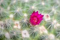 Red Flower & Cactus