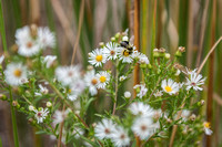 Prince:  White Aster Flower And Bee