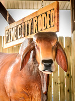 Pine City Rodeo Bull